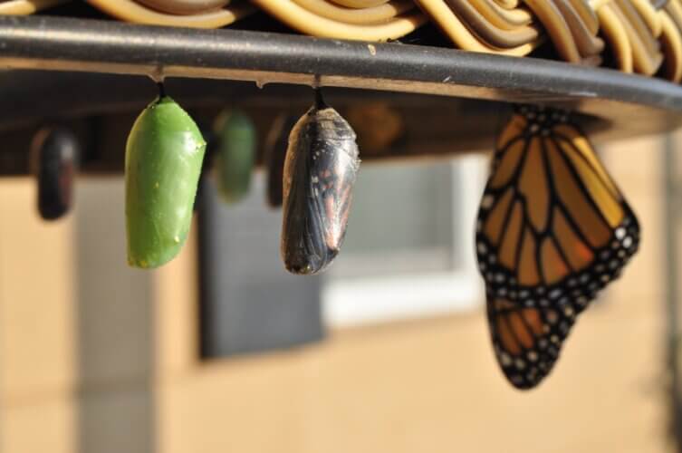 butterfly hanging upside down next to chrysalises
