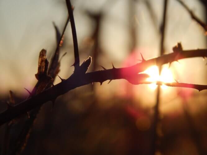 close-up of a thorny branch with the sun in the background