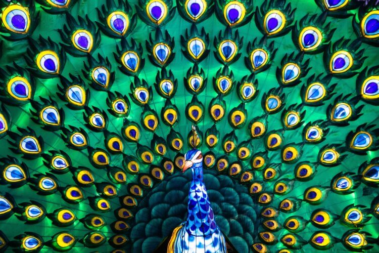 closeup of a peacock, mostly showing a massive display of his colorful tail feathers